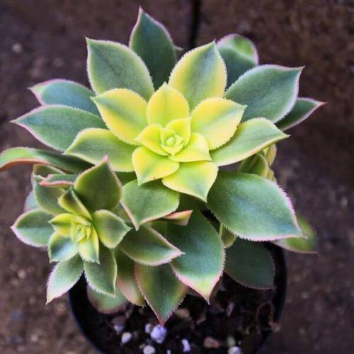 Succulents that Change Color 2