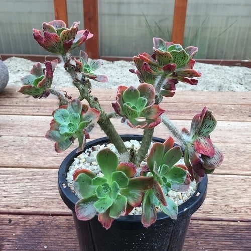 Best Aeonium Types 5
