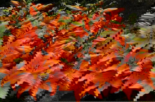 Best Types of Lilies 2