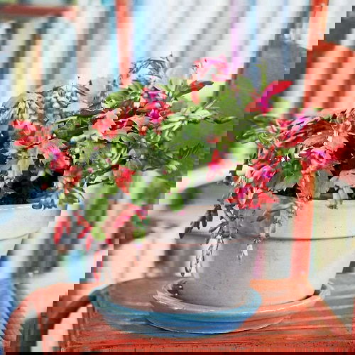 Houseplant Planting Guide 11