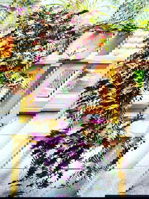 Houseplant Planting Guide 2