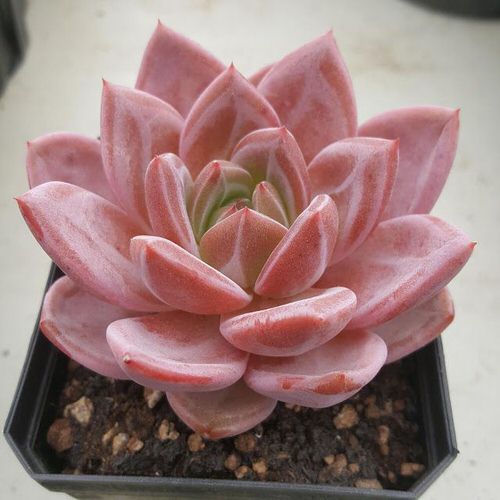 Beautiful Pink Succulents 5