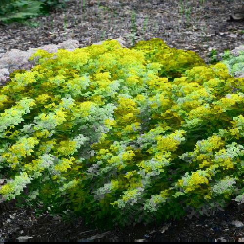 Ornamental Plants for Shade 15