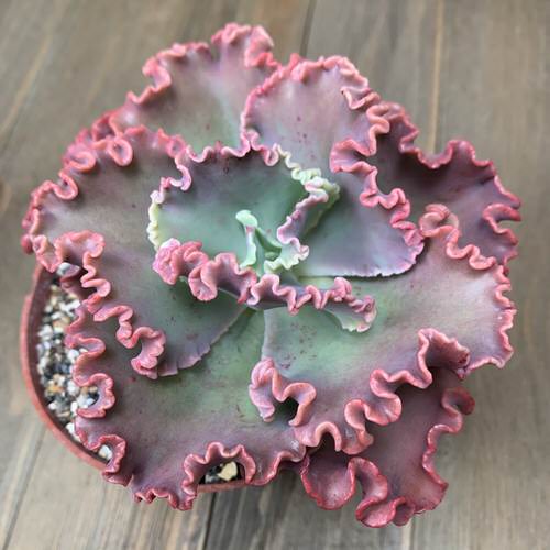 Beautiful Pink Succulents 12