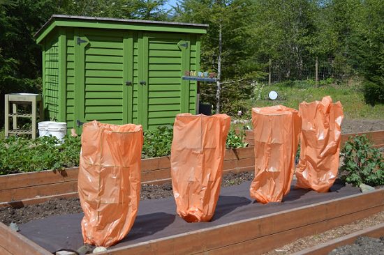 tomato cage uses and hacks