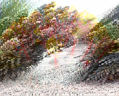 Most Popular Types of Euphorbia Varieties 8