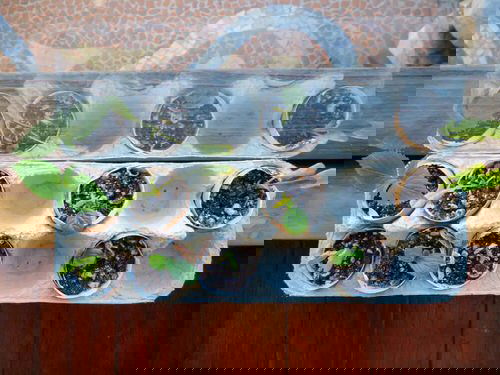 Kid-friendly Ideas for Gardens and Backyards 2