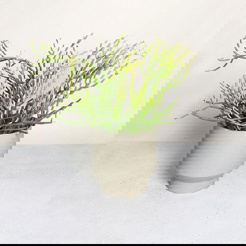 Different Types of Cactus Plants 10