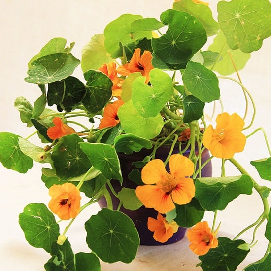 Green Leafy Vegetables 7