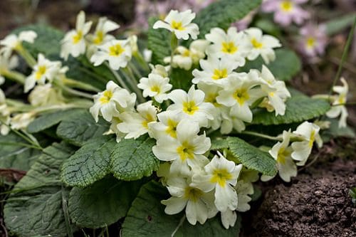 Ornamental Plants for Shade 4