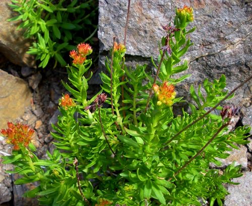 Types of Sedum Varieties 32