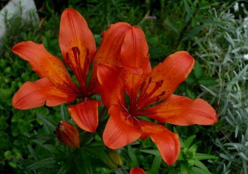 Best Types of Lilies 4