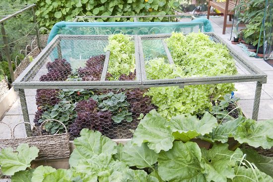 Chicken Wire Uses in Landscaping