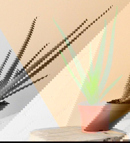 Houseplants that Grow In Dry Air 3