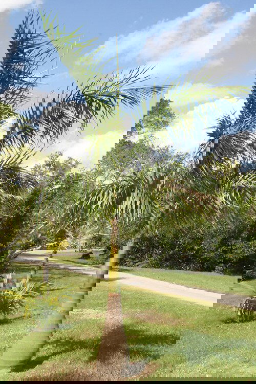 Types of Palm Plants 12