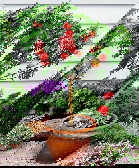 How to Grow a Smoothie Garden 10