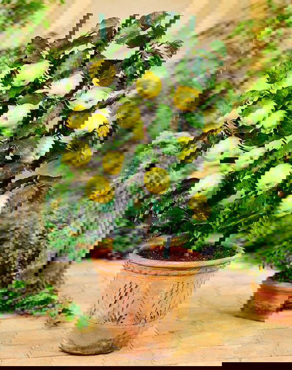 best fruits for containers