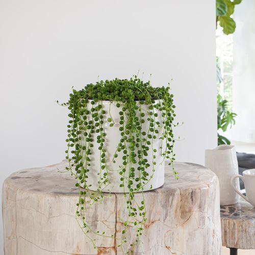 Pictures of Cascading Plants in Home 5