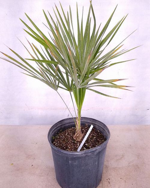 Types of Palm Plants 25