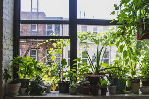 Windowsill Decor Ideas with Plants 11