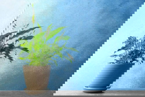 Houseplant Planting Guide 10