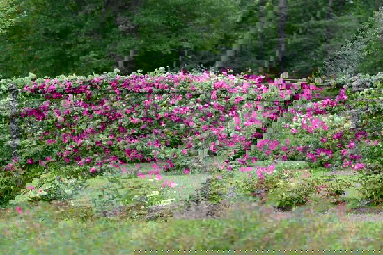 Best Thornless Roses 2