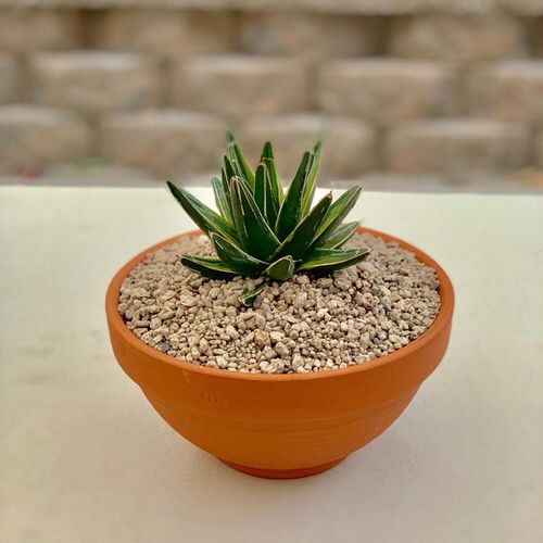 Most Beautiful Indoor Agave Varieties 12