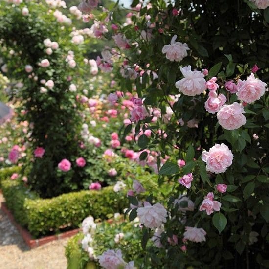 Best Thornless Roses 12