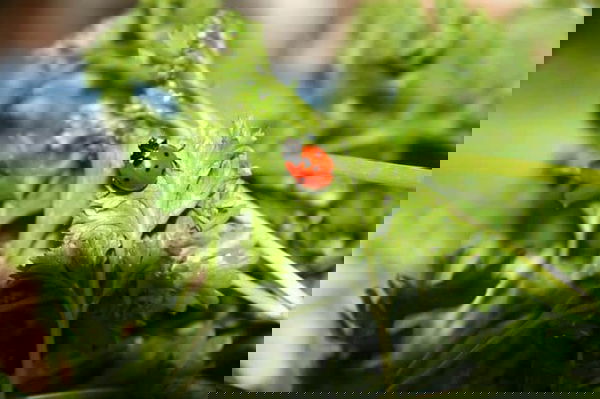 ladybug on parsley