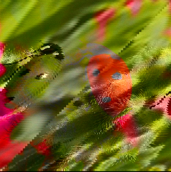 leadybug on geranium