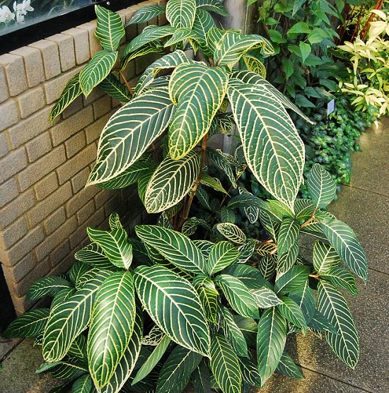 Best Flowers to Plant in Florida 10