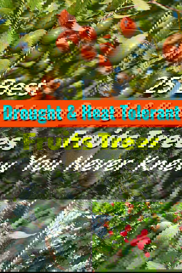 Once established these 25 best Drought Tolerant Fruit TreesÂ need very occasional or no supplemental watering to grow and produce fruits.