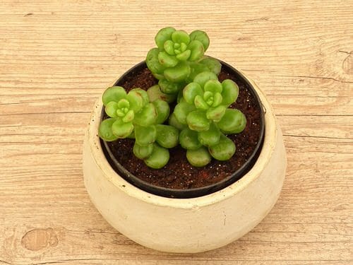 Succulents that Change Color 13