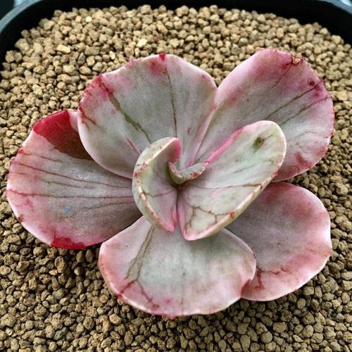 Succulents with Unique Shapes and Patterns 2