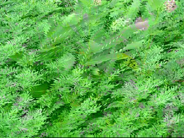 Beneficial Weeds in a Garden 9