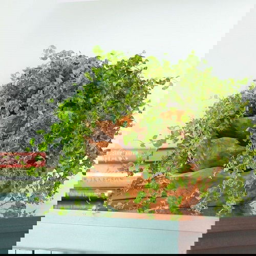 Ground Covers That Become Excellent Houseplants 111