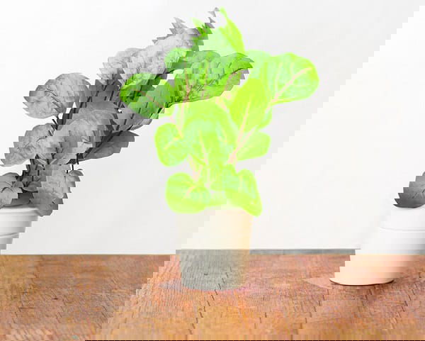 Green Leafy Vegetables 11