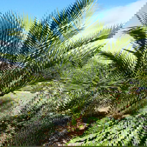 Types of Palm Plants 16