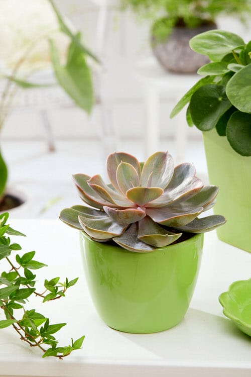 Succulents that Change Color 7