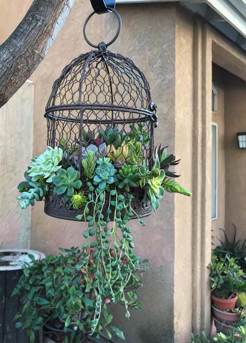 Outdoor Succulent Decoration Pictures 9