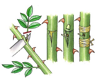 52e598b15a58d3c0bb6b568b62c7cc9e