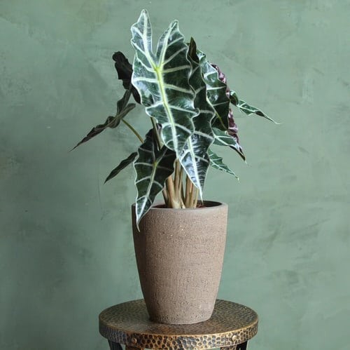Indoor Plants with White Striped Leaves 3