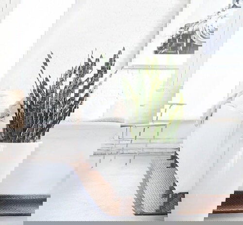 Pictures of Feng Shui Plants for Home 7