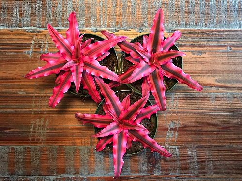 Houseplants for Girls Room 2