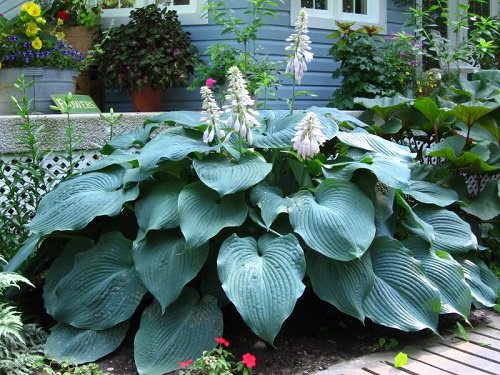Big Leaf Outdoor Plants 4