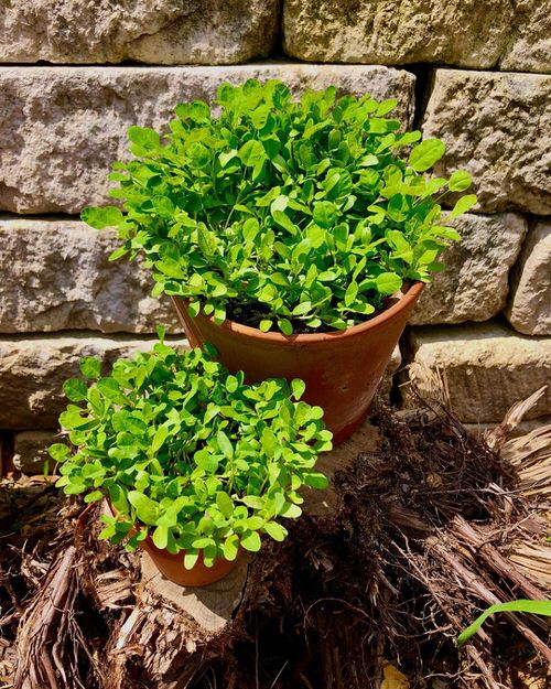 Seeds to Sow for Food in Less than a Month 10