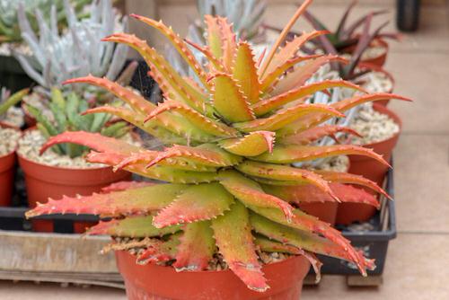 Succulents that Change Color