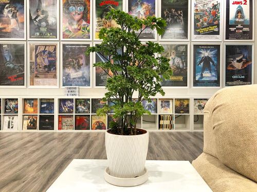 Pictures of Aralia Houseplants 6