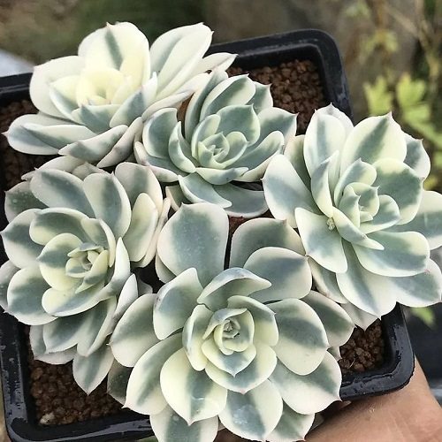 Best Echeveria Types 8