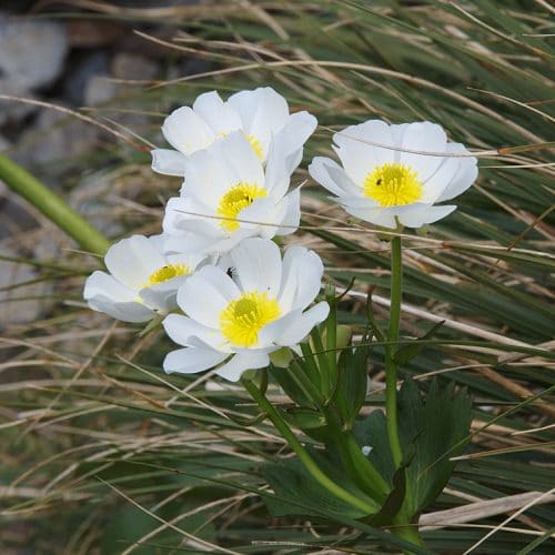 Best Types of Lilies 26